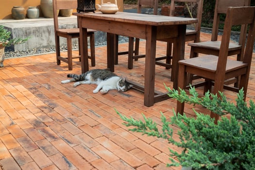 Cat lying in a garden photo