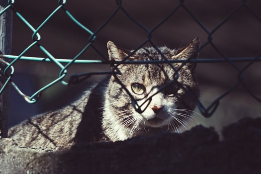 Gray stray cat portrait photo