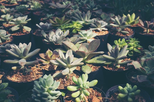 Group of succulents photo
