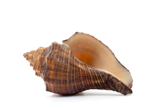 Seashell isolated on a white background photo