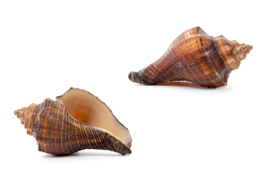 Seashell isolated on a white background photo