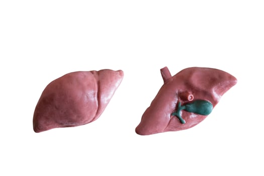 Anatomical model of a human liver isolated on a white background photo