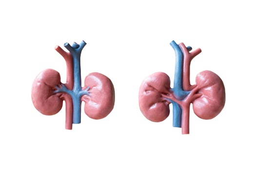 Anatomical model of human kidneys isolated on a white background photo