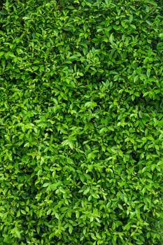 Natural green leafy wall background vertical photo