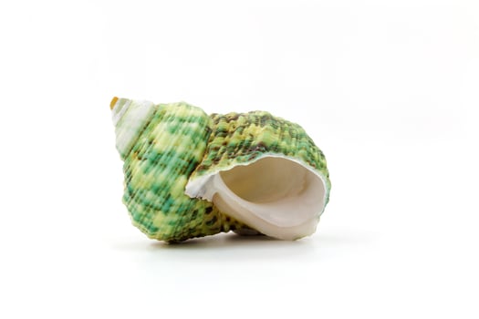 Seashell on a white background photo