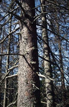 Dry trees in the woods photo