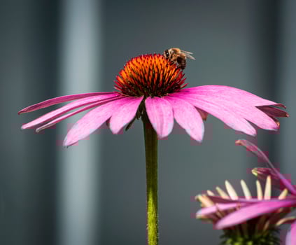 Bee on echinacea flower photo