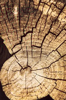 Cracked old stump photo