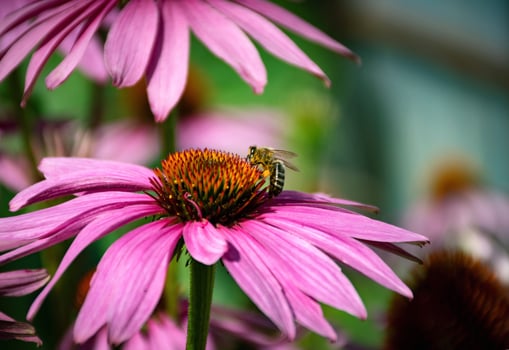 Bee on an echinacea flower photo