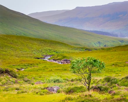 Single tree with red berries between heather and rocks in Isle of Skye, Scotland UK photo