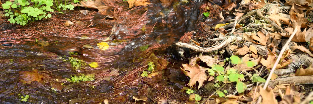 A stream running through the bare roots of trees in a rocky cliff and fallen autumn leaves photo