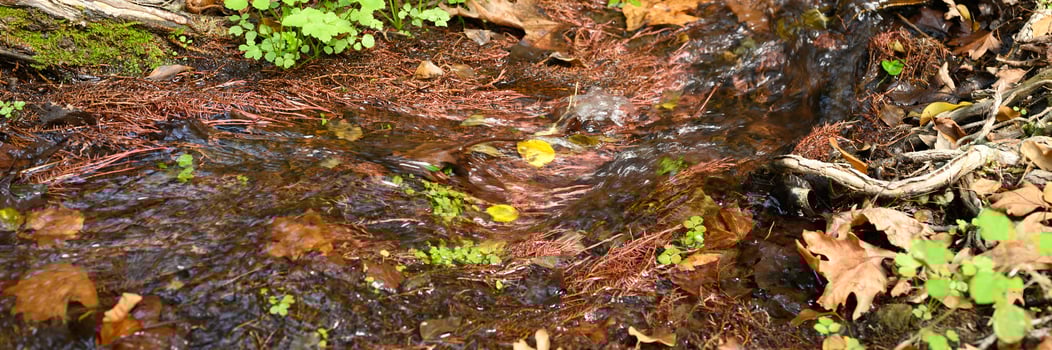 A stream running through the bare roots of trees in a rocky cliff and fallen autumn leaves photo