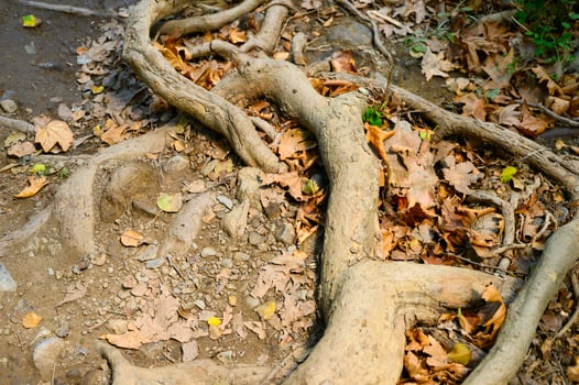 Bare roots of trees protruding from the ground in rocky cliffs in autumn photo