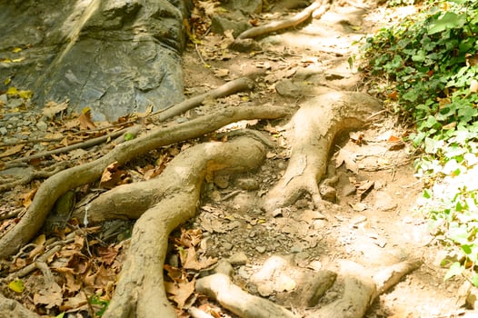Bare roots of trees protruding from the ground in rocky cliffs in autumn photo