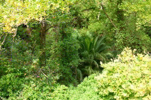 Dense tropical forest in Greece photo