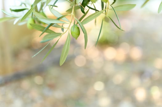 Green olives growing on a olive tree branch in the garden photo