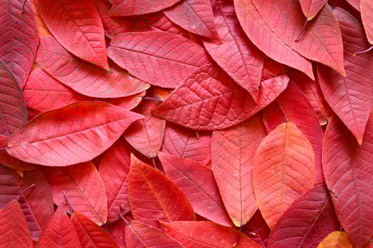 Background of fallen autumn red cherry leaves photo