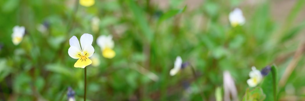 Viola arvensis flower in full bloom photo