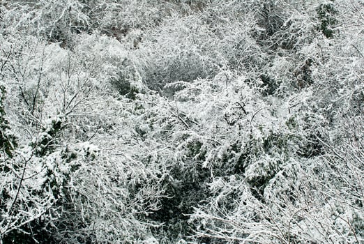 Snow covered trees photo