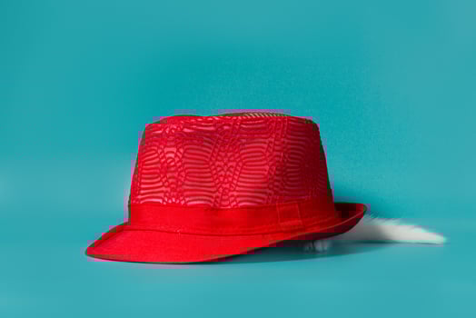 Kitten under a hat photo