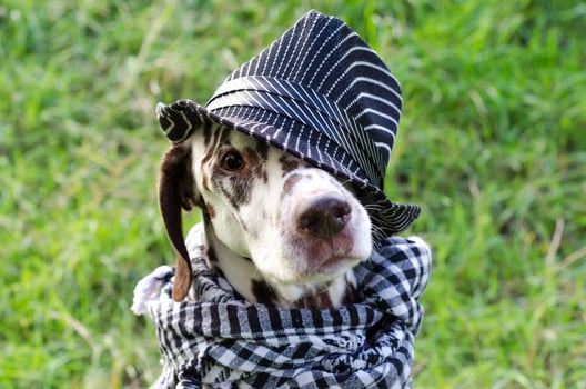 Dalmatian in a striped hat and a plaid scarf photo