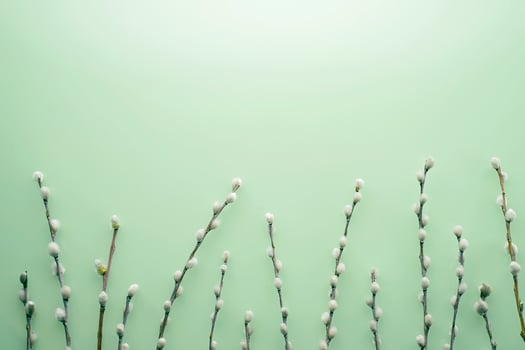 Delicate Easter background with pussy-willow twigs. Orthodox Easter. Willow Sunday photo