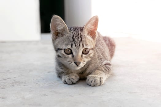 Close up of a cute kitten sitting outdoors with a soft pastel color style photo