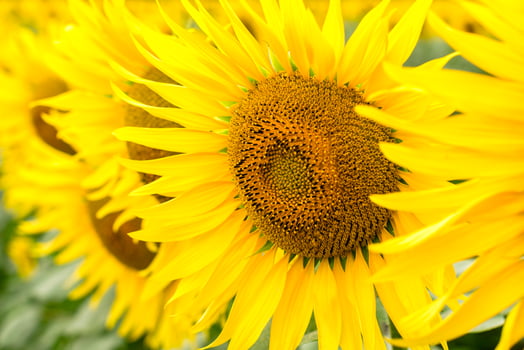 Close-up of sunflowers photo