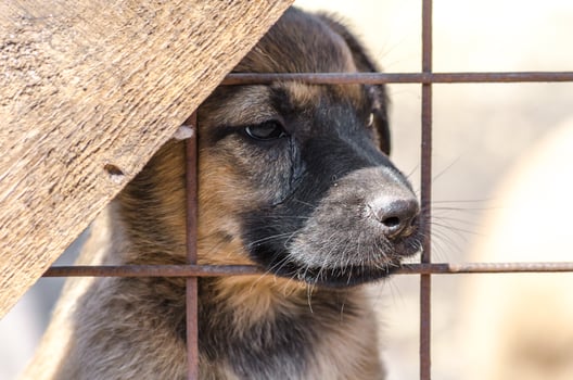 Puppy behind a fence photo
