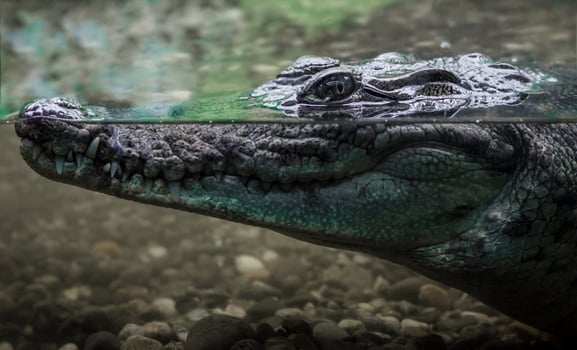 Large crocodile in the water photo