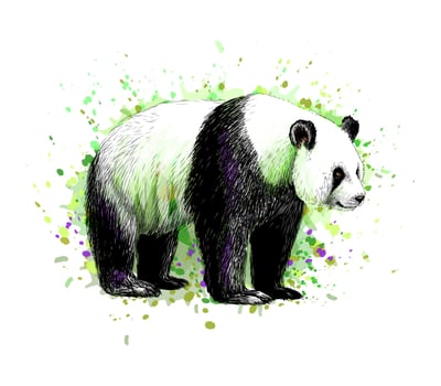 Portrait of a Panda bear from a splash of watercolor, hand drawn sketch. Vector illustration of paints