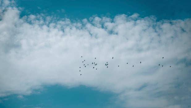Flock of birds in a blue sky photo