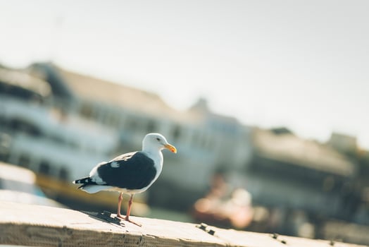 Seagull on a pier photo