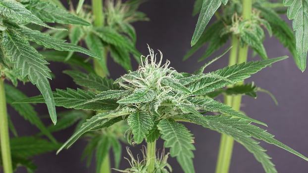 Fresh buds of medical cannabis on a gray background photo