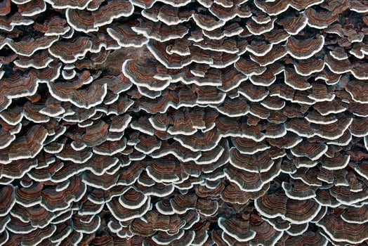 Close up image of Turkey tail fungus photo