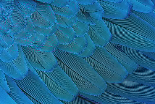 Close-up colorful blue feathers photo