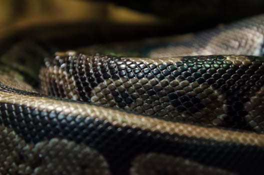 Close-up of snake skin photo