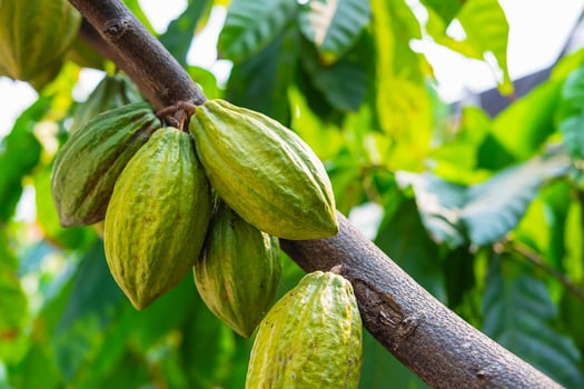 Green cocoa fruit photo