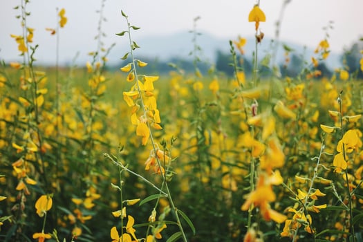 Close-up of sunhemp photo