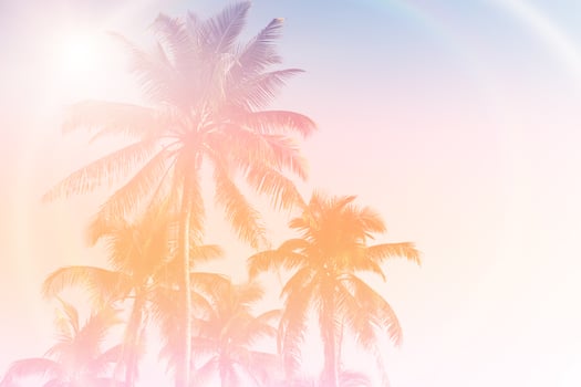 Tropical palm coconut trees on sunset sky flare and bokeh nature background photo