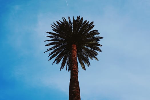 Palm tree and blue sky in spring season photo