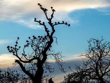 Pigeons roosting on the bare branches of an old tree photo