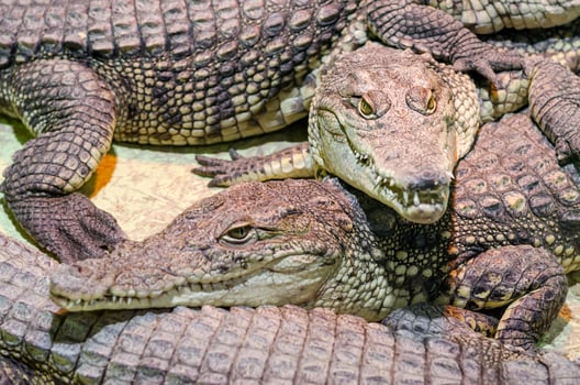 Several alligator crocodiles, dangerous carnivorous reptiles close up photo