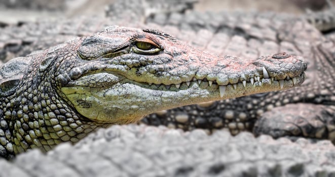 Several alligator crocodiles, dangerous carnivorous reptiles close up photo