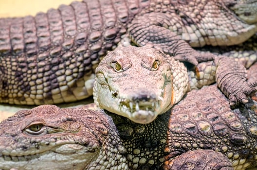 Several alligator crocodiles, dangerous carnivorous reptiles close up photo