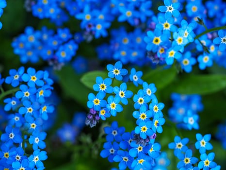 Pretty blue forget-me-not flowers close up photo