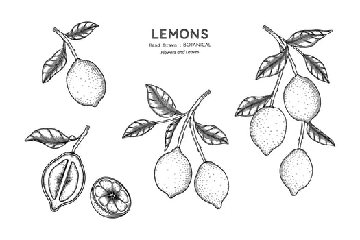 Lemons fruit hand drawn botanical illustration with line art. vector
