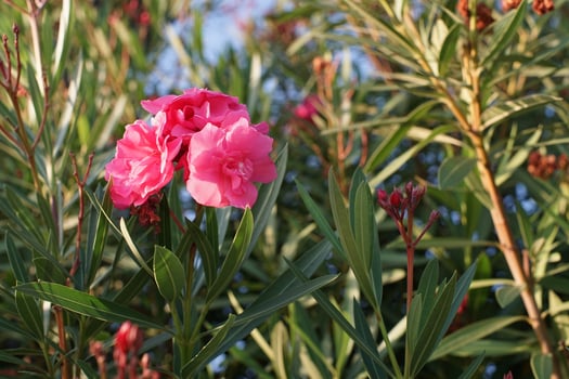 Pink oleander flowers on a bush with a blurred green background photo