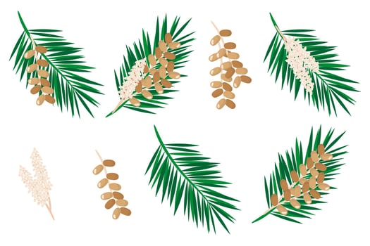 Set of illustrations with date fruit exotic fruits, flowers and leaves isolated on a white background. vector