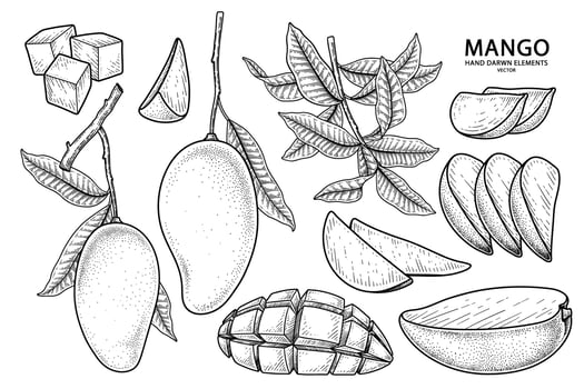 Set of mango fruit hand drawn elements botanical illustration vector